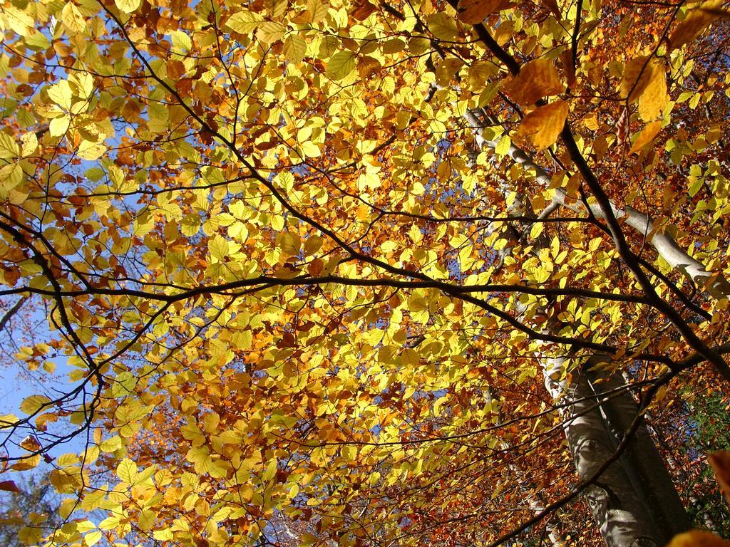 Sonnenhaus Sander Schruns Dış mekan fotoğraf